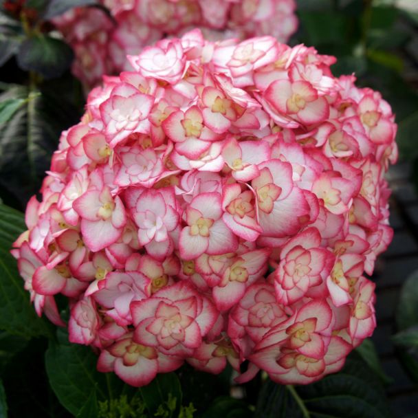 Hortensie 'Miss Saori®'