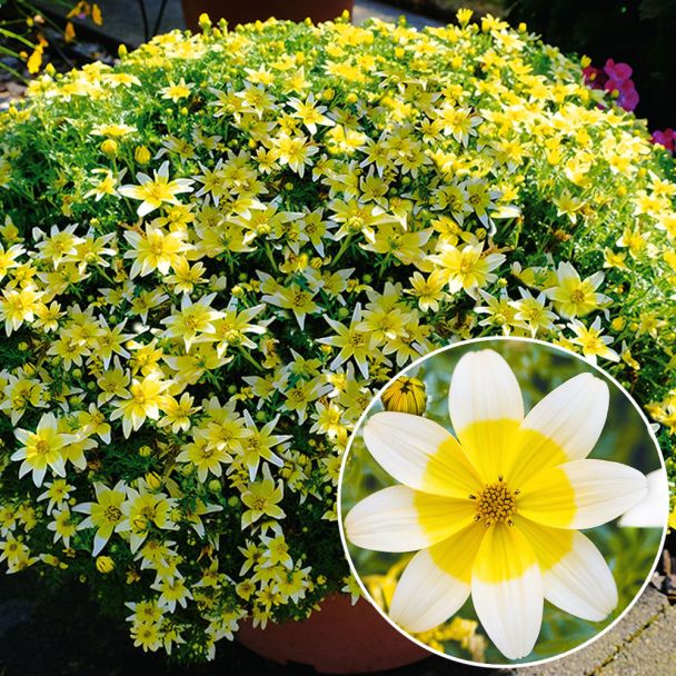 Bidens Taka Tuka®
