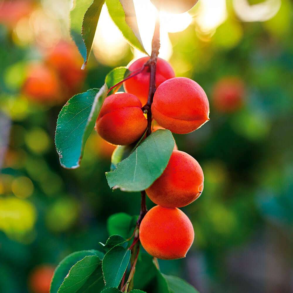 AromaAprikose Sunrosso® kaufen Ahrens+Sieberz Pflanzenversand