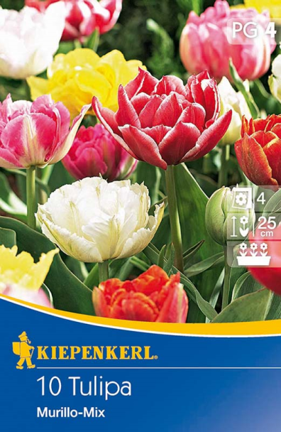 Tulpe `Murillo-Mix` - Blumenzwiebel