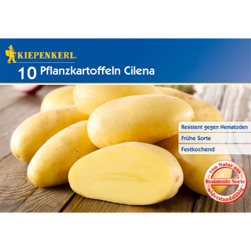 Pflanzkartoffel Cilena (10 Knollen)