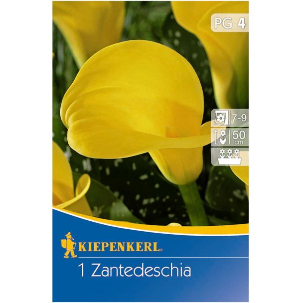 Calla gelb