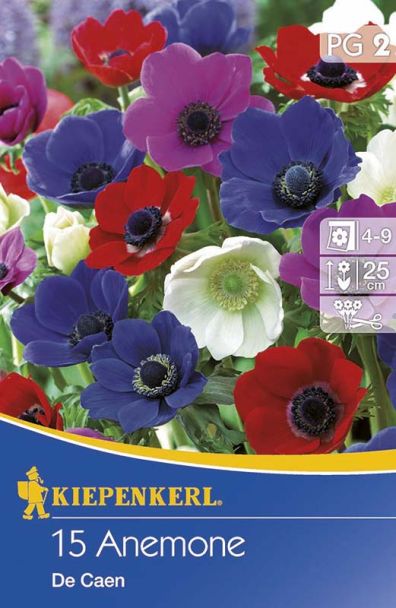 Kronen-Anemone, einfachblühend