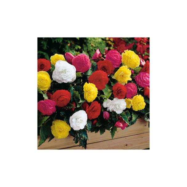 10 Gefüllte Knollen-Begonien - Blumenzwiebel