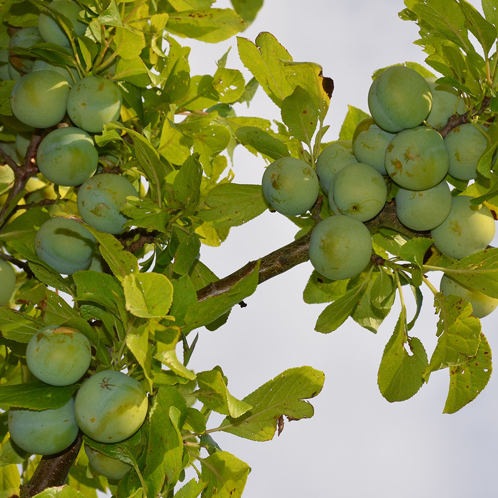Große Grüne Reneklode - 2-jährig | Obstgehölz | Pflaumen & Zwetschen