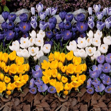 Set-Preis: 60 Großblumige Krokusse 20 Blau, 20 Weiß, 20 Gelb