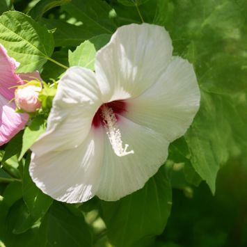 Weißer Riesen-Hibiskus XL
