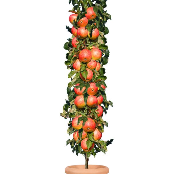 Säulenobstbaum Apfel 'Starcats®', einjährig