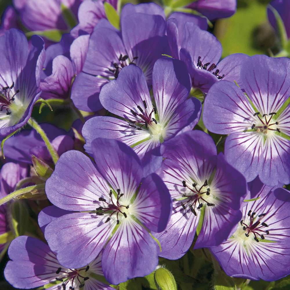 Winterharte Freiland Geranie 'Sweet Heidy' Stauden niedrig