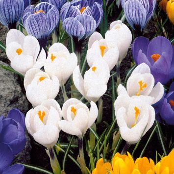 Großblumige Krokusse, Schneeweiß