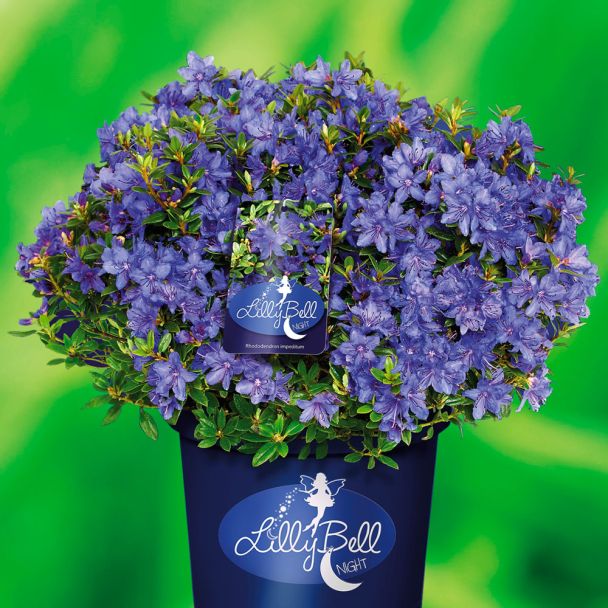 Zwerg-Rhododendron Lilly Bell 'Night'
