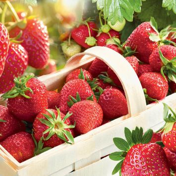 Erdbeere 'Senga®-Sengana®', mittelfrüh