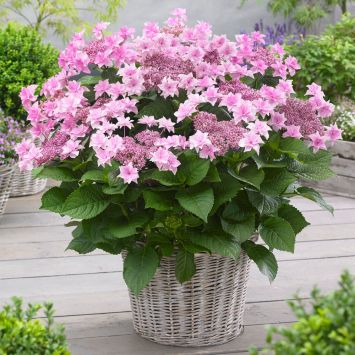 Hortensie 'Doppio® Rosa'