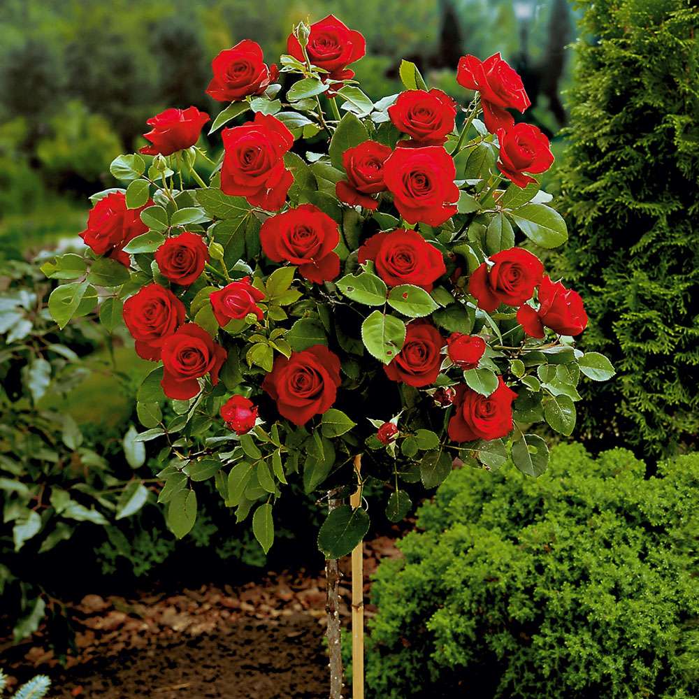 EdelrosenHochstamm, dunkelrot RosenStämmchen Rosen Ahrens