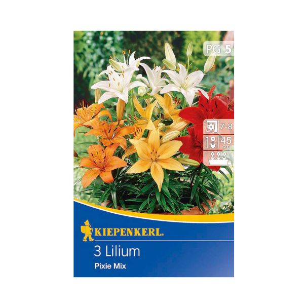 Niedrige Lilien 'Pixie Mix'