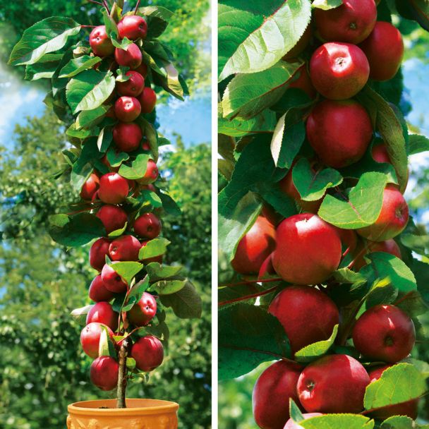 Säulenobstbaum Apfel Redcats®, zweijährig