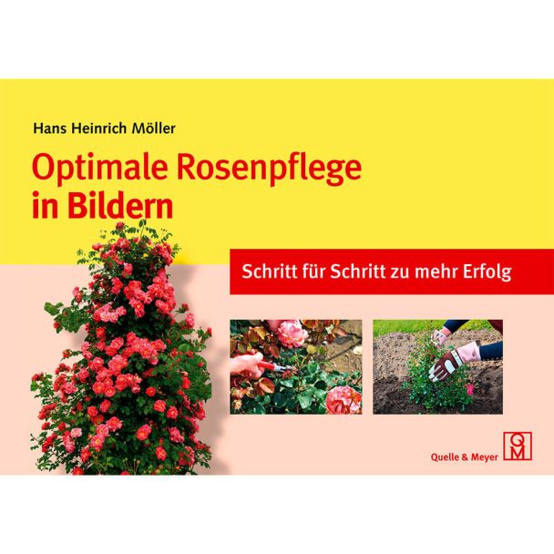 Optimale Rosenpflege in Bildern - Schritt für Schritt zu mehr Erfolg