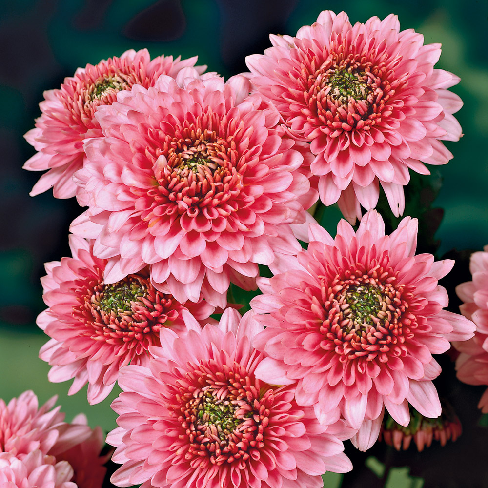 GartenChrysanthemen 'Sonja' Stauden hoch Blühstauden Stauden
