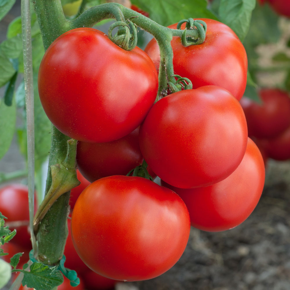 �GartenMeister� F1 FreilandTomate Tomaten