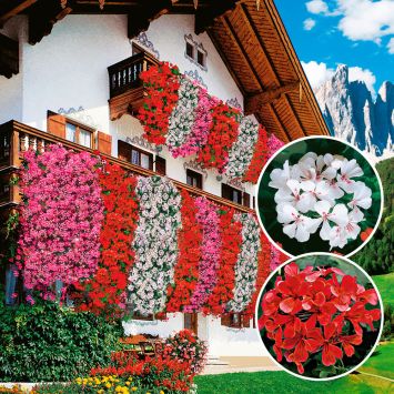 Echte Tiroler Hänge-Geranien 'Tirolia': Farbduo (3 x Rot und 3 x Weiß)