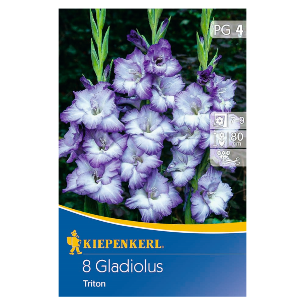 Großblumige Gladiole Triton