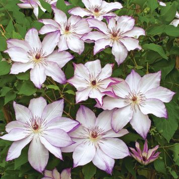 Clematis 'Omoshiro'