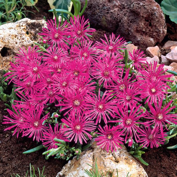 Zwerg-Mittagsblumen, rotviolett