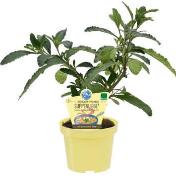 BIO Suppenliebe Bouillon Pflanze