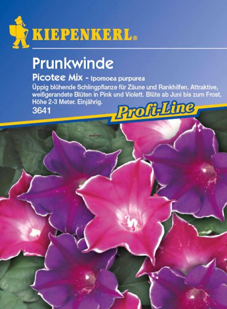 Prunkwinde 'Picotee Mix'