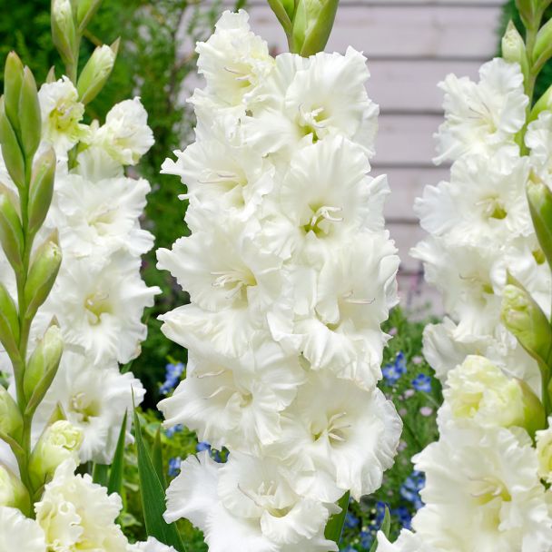 Gladiole Parrot Murmansk