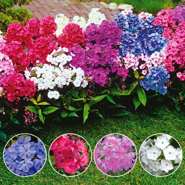 Setpreis: 4 Phlox, blau,rot,rosa,weiß