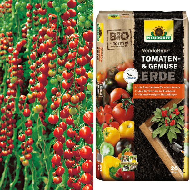 Cocktailtomate Piccolino® + Erde (Sparangebot)