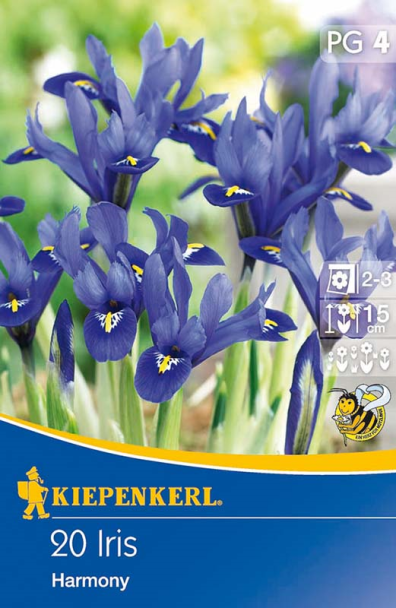 Zwerg-Iris violett