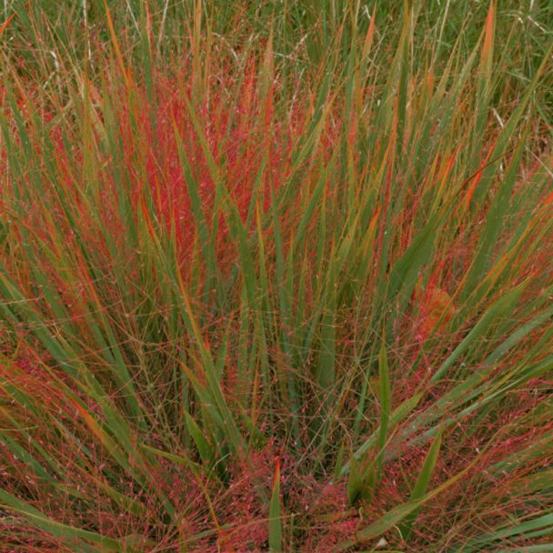 Rotes Liebesgras