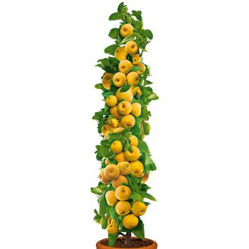 Säulenobstbaum Champagner-Birnen-Apfel 'ProSecco'®, einjährig