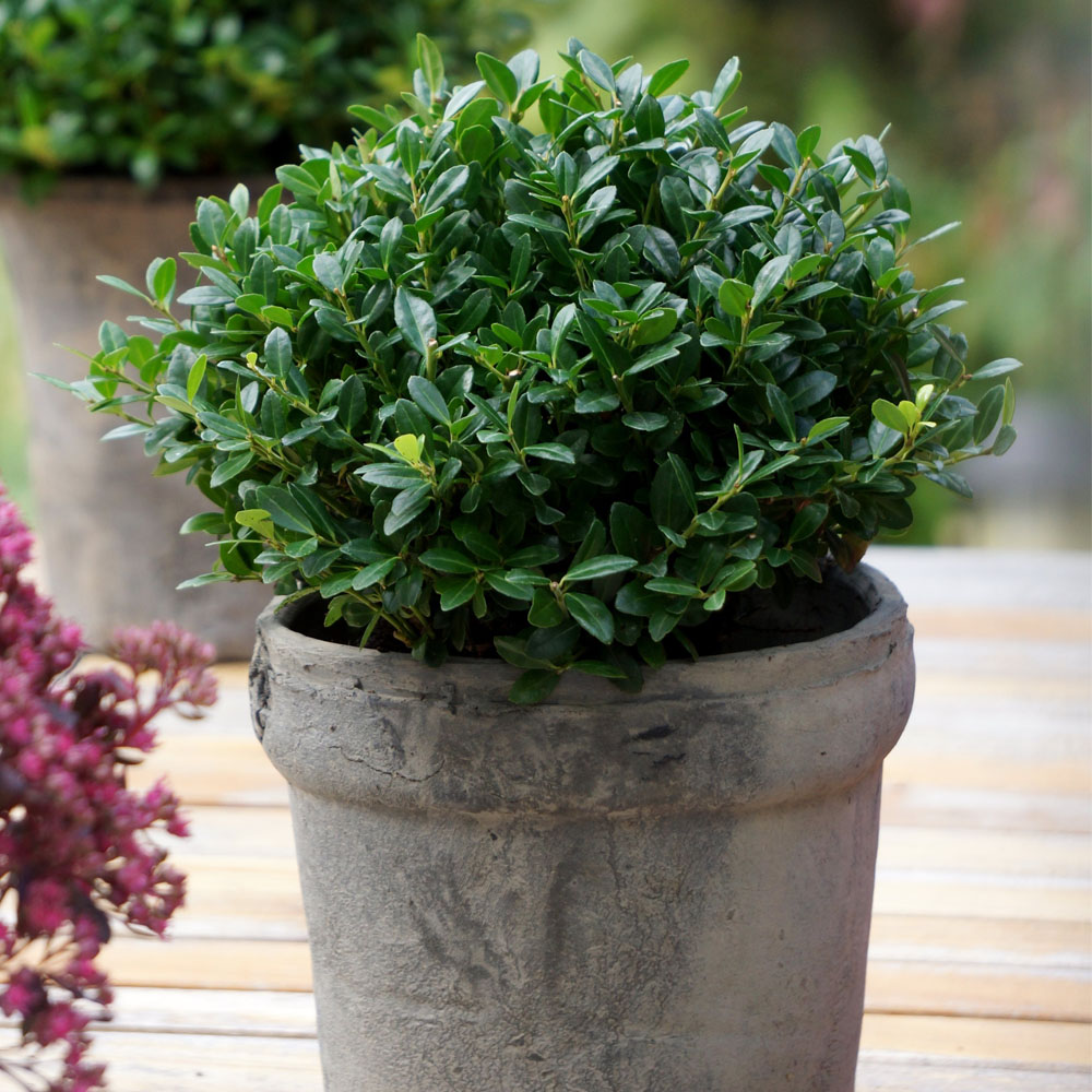 Ilex 'Luxus Globe' SolitärPflanzen Sträucher & Bäume Blüh