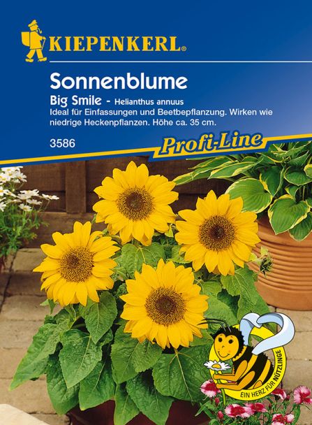 Sonnenblume 'Big Smile'