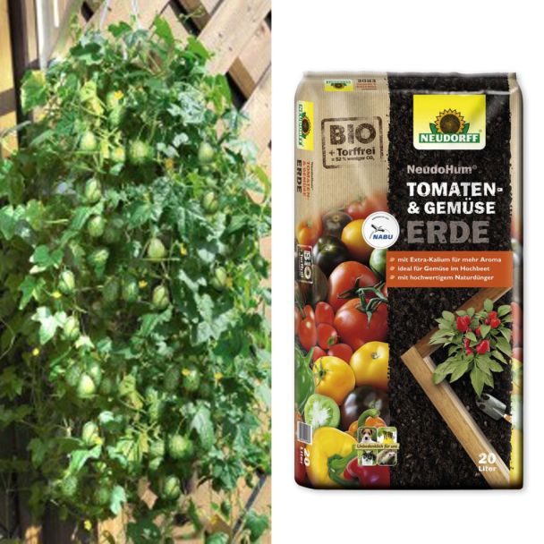 Mini-Nasch-Gurke 'Mexicana' + NeudoHum® Tomaten- und Gemüseerde (Sparangebot)