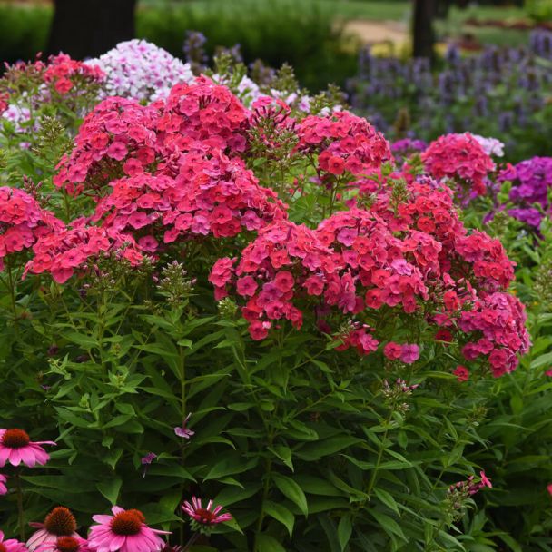 Phlox Ka-Pow (Pink)