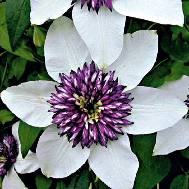 Clematis 'Florida Sieboldii'