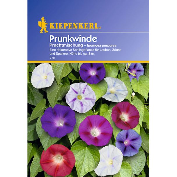 Prunkwinde 'Prachtmischung'
