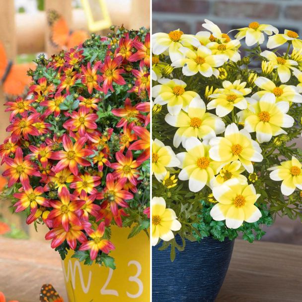 Bidens Goldmoon und BeeDance® Fire Wheel im Sparset