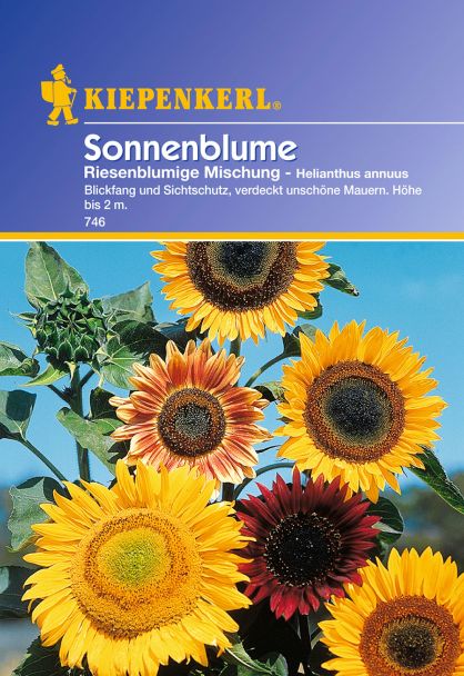 Sonnenblumen 'Riesenblumige Mischung'