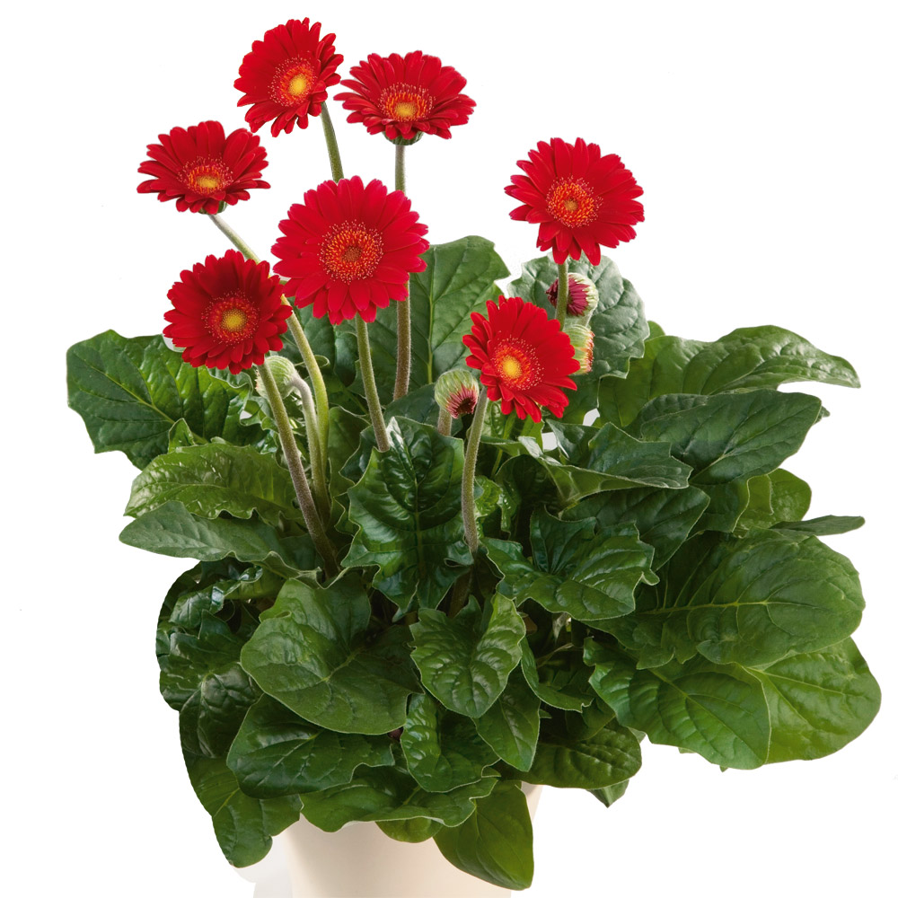Winterharte Gerbera 'Garvinea®' (Rot) kaufen Ahrens+Sieberz