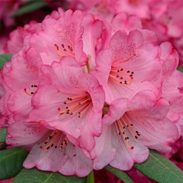 Rhododendron Wine & Roses®
