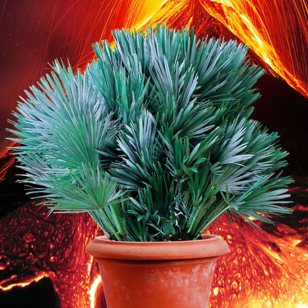 Blaue Vulkanpalme Vesuvio Blue