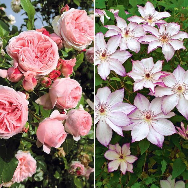 Spar-Set: 1x Kletterrose 'Giardina®' + 1 Clematis 'Omoshiro'