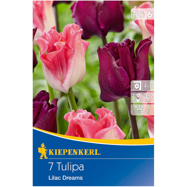 Tulipa-Mix Liliac Dreams