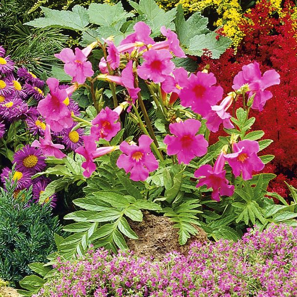 Gloxinie, rosa