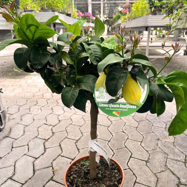 Limone Sfusato Amalfitano